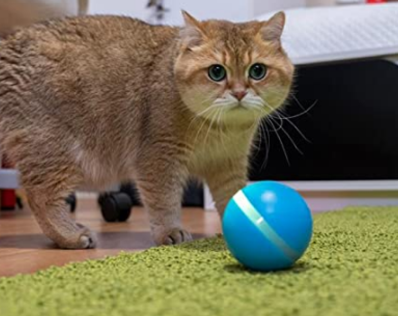 Pet Ball